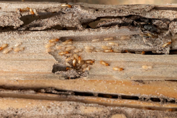 Best Mosquito Control Services  in Janesville, CA