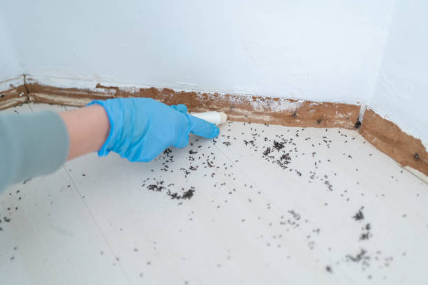 Best Insect Control  in Janesville, CA